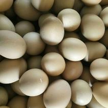 绿壳鸡蛋食用60~75g