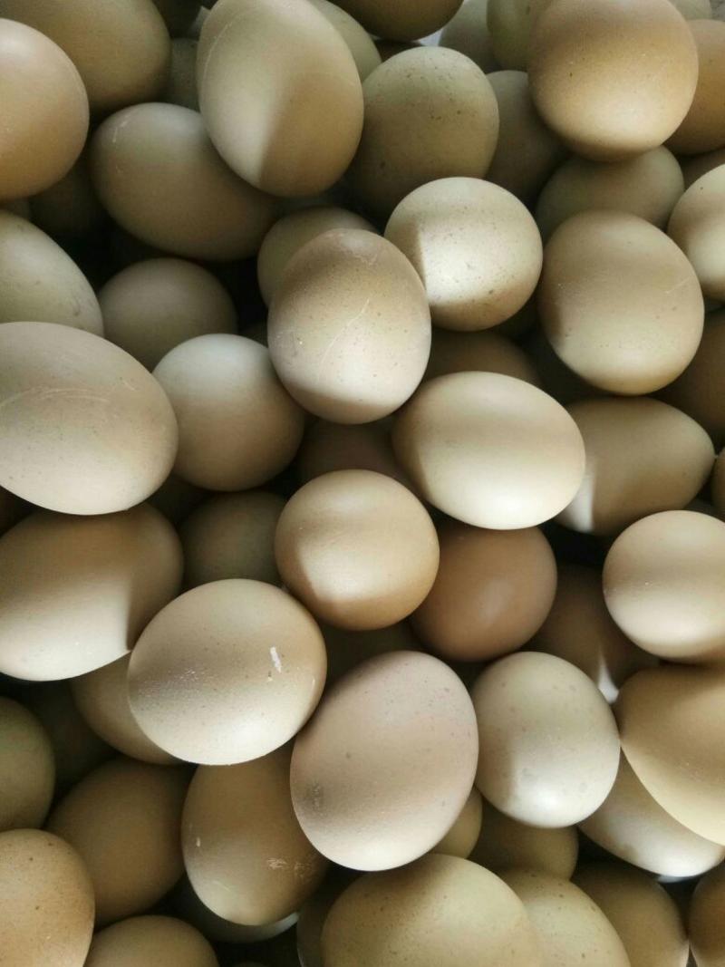 绿壳鸡蛋食用60~75g