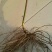 树莓苗10~30cm