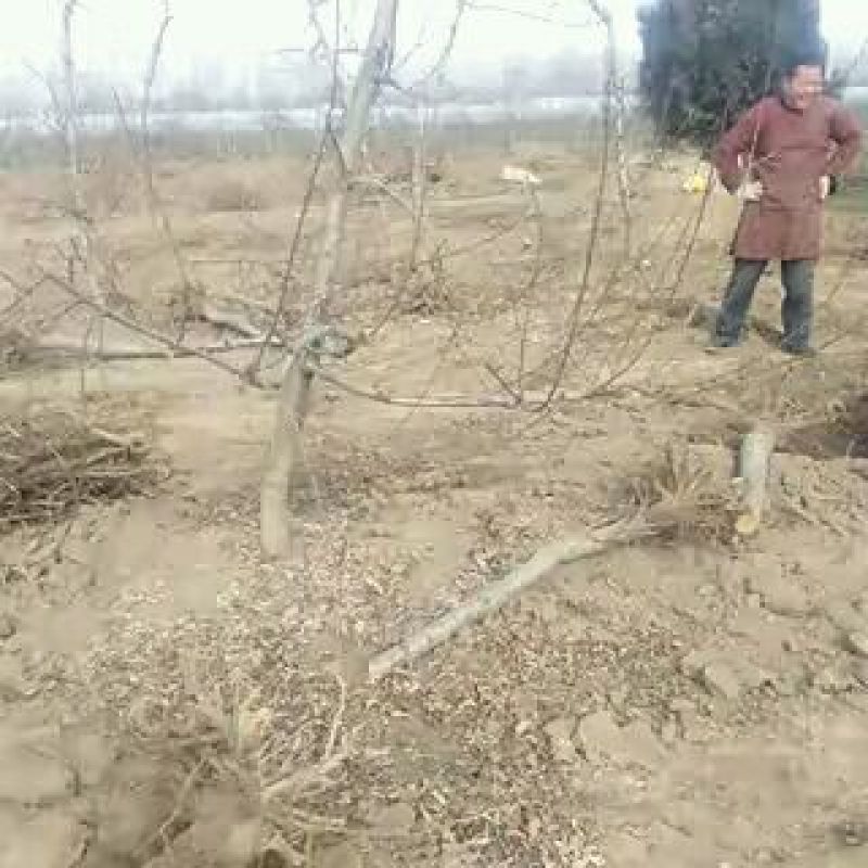 占地桃树，精品桃树，品种桃树