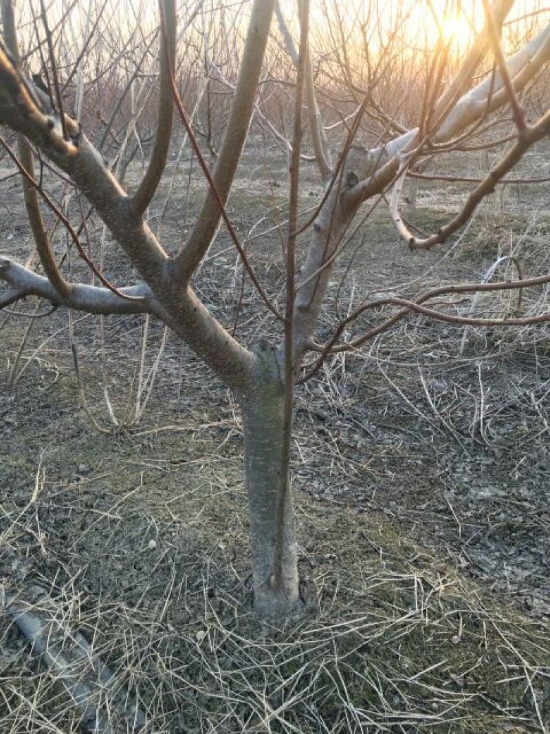 占地桃树，精品桃树，品种桃树