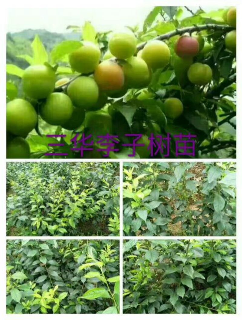 三华李树苗