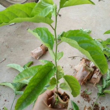 满天星百香果苗10~20cm
