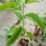 满天星百香果苗10~20cm