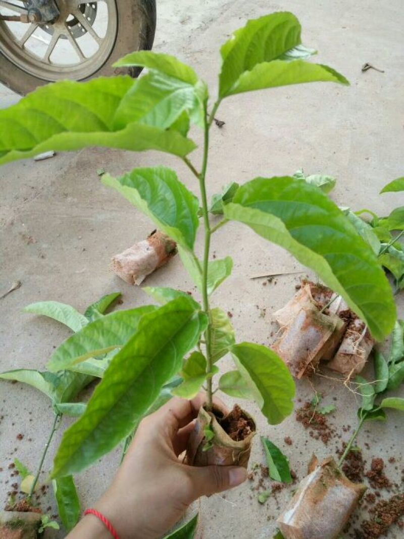 满天星百香果苗10~20cm