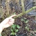 夏黑葡萄苗3年80~110cm