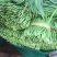 大叶韭菜三茬