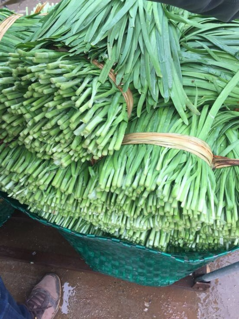 大叶韭菜三茬