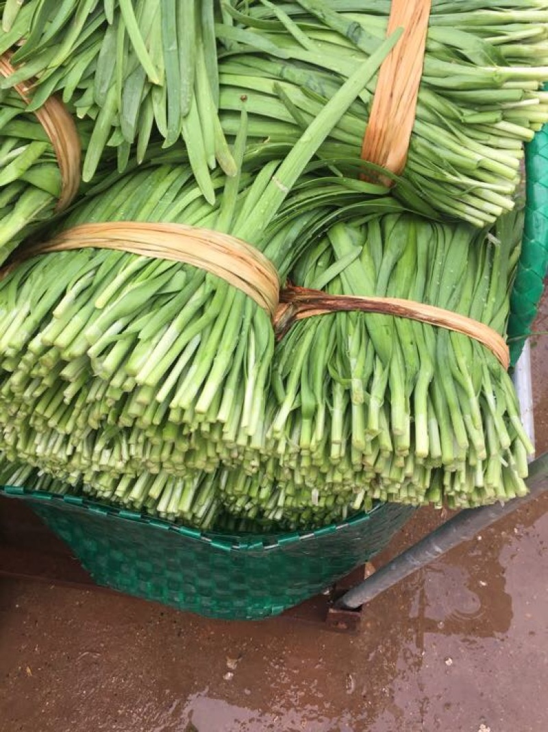 大叶韭菜三茬