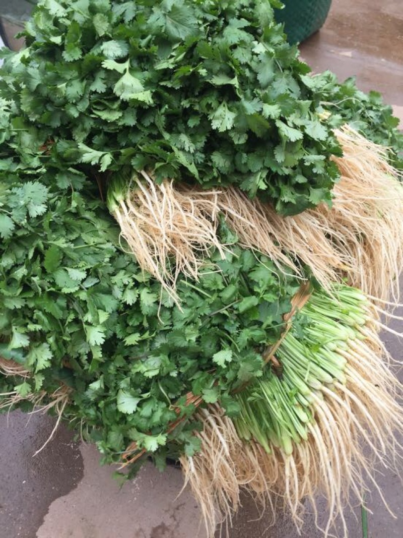 大叶韭菜三茬