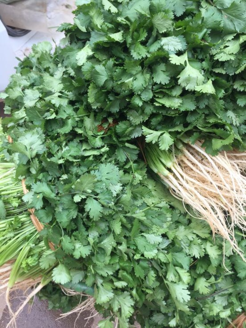 大叶韭菜三茬