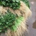 大叶韭菜三茬