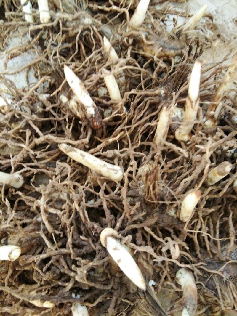 三叉白芨鲜货通货