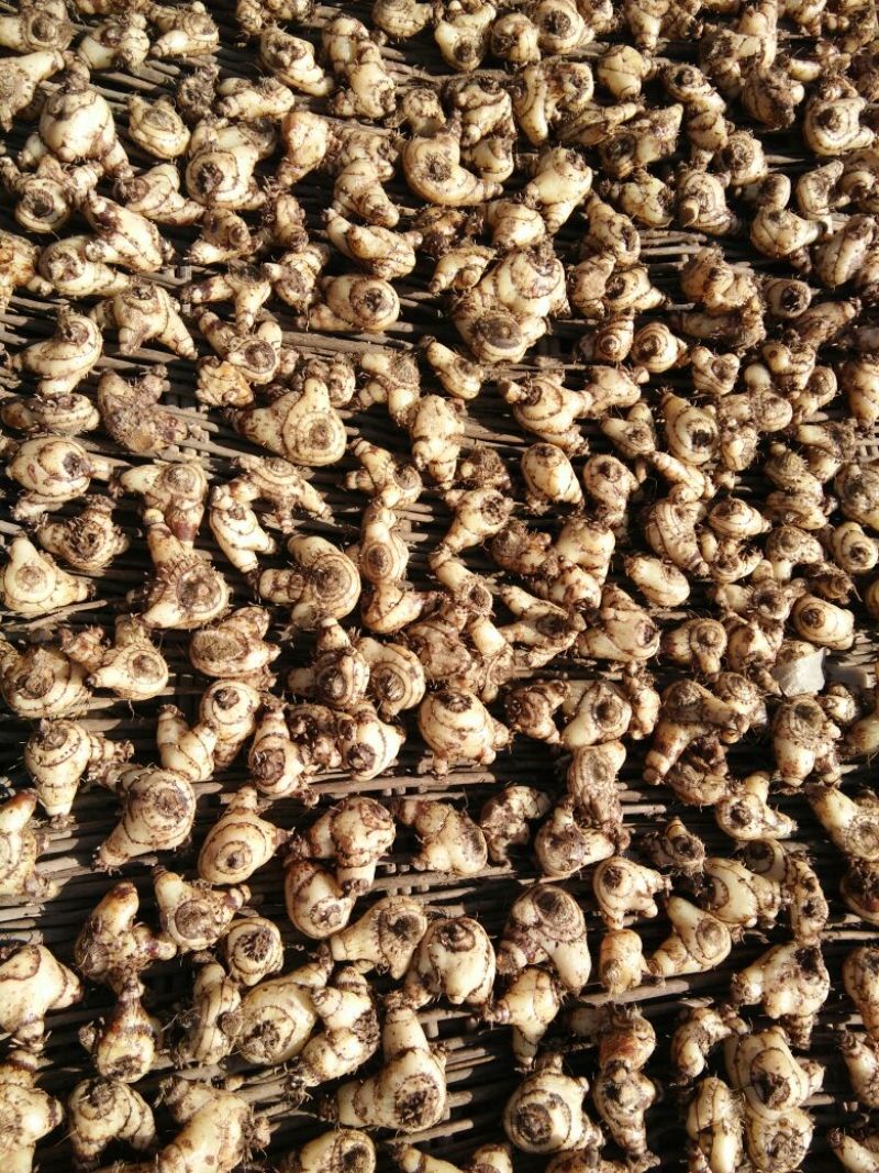 三叉白芨鲜货通货
