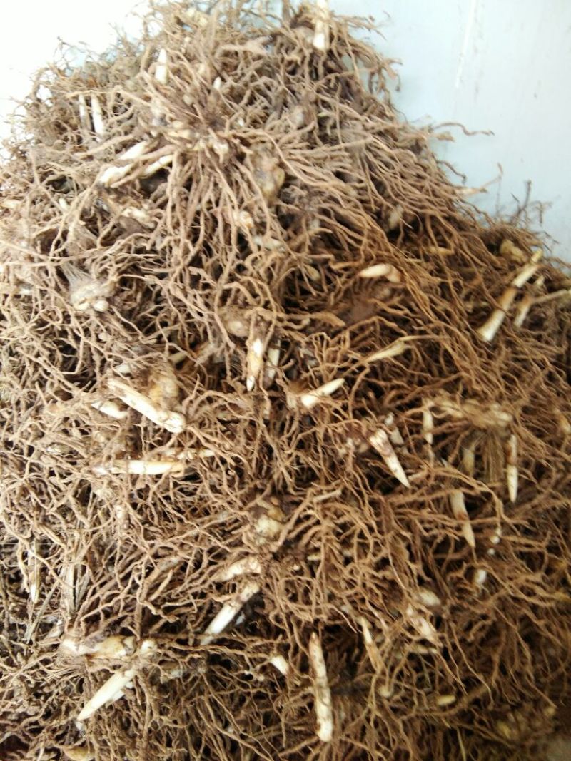 三叉白芨鲜货通货