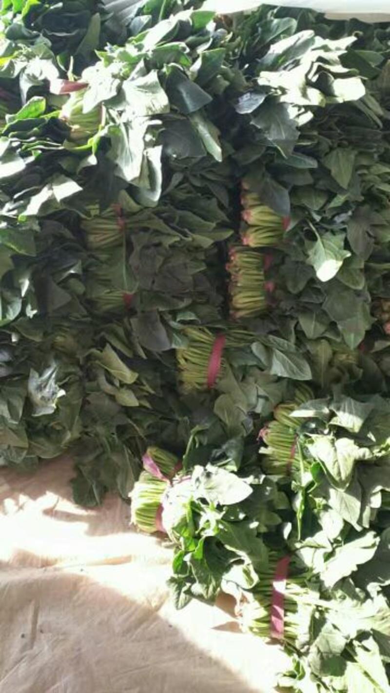 山东聊城万亩蔬菜基地大叶菠菜25~30厘米