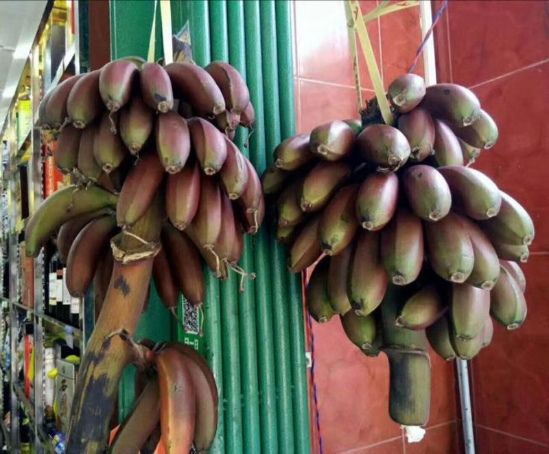 红美人红香蕉苗1~2年一级良种种植半年结果