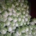 白菜，大白菜，长白菜黄心白菜4~6斤净菜