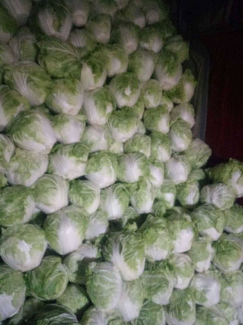 白菜，大白菜，长白菜黄心白菜4~6斤净菜
