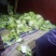白菜，大白菜，长白菜黄心白菜4~6斤净菜