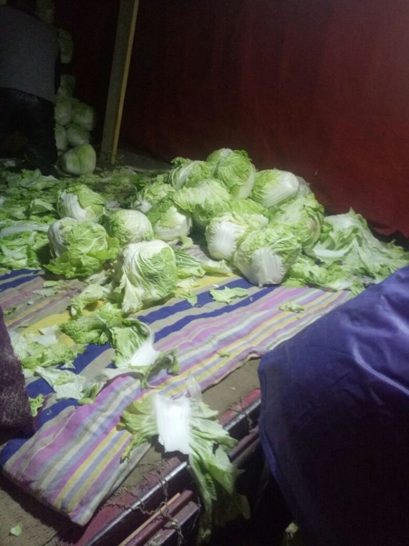 白菜，大白菜，长白菜黄心白菜4~6斤净菜