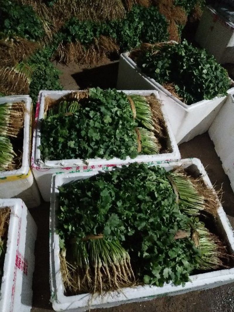 大叶香菜20~30厘米