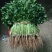 大叶香菜20~30厘米