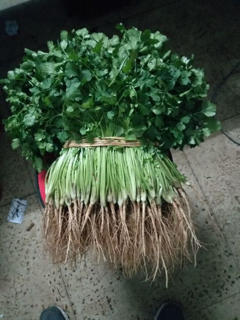 大叶香菜20~30厘米