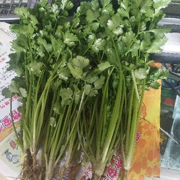 大叶香菜20~30厘米