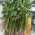 大叶香菜20~30厘米