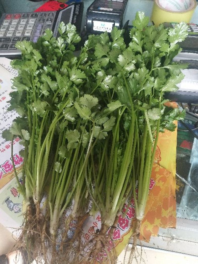 大叶香菜20~30厘米