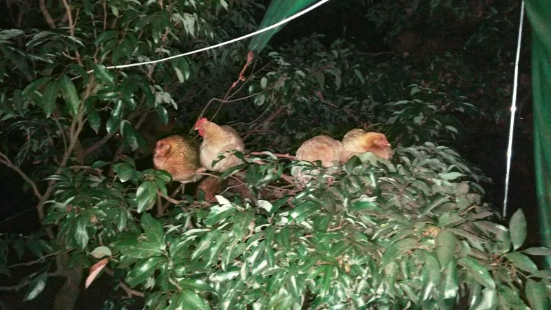 三黄鸡6~9月