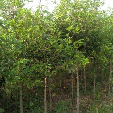 大叶香樟6~8cm4~6cm2.5~3米
