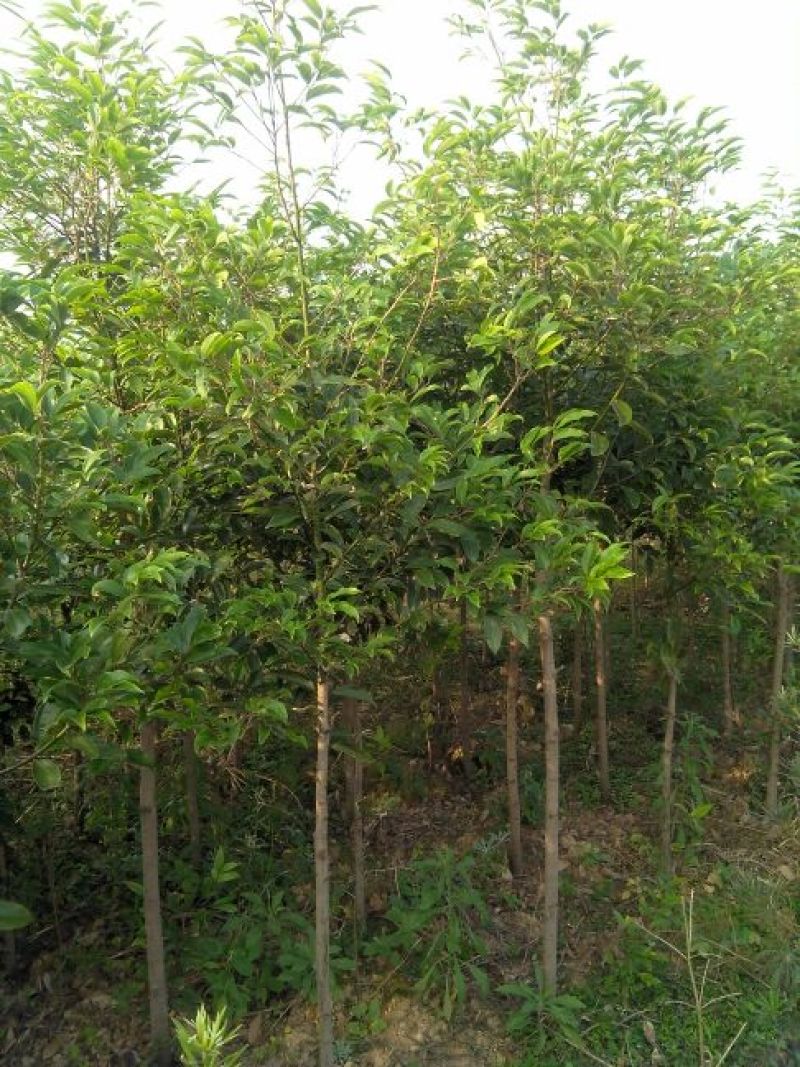 大叶香樟6~8cm4~6cm2.5~3米