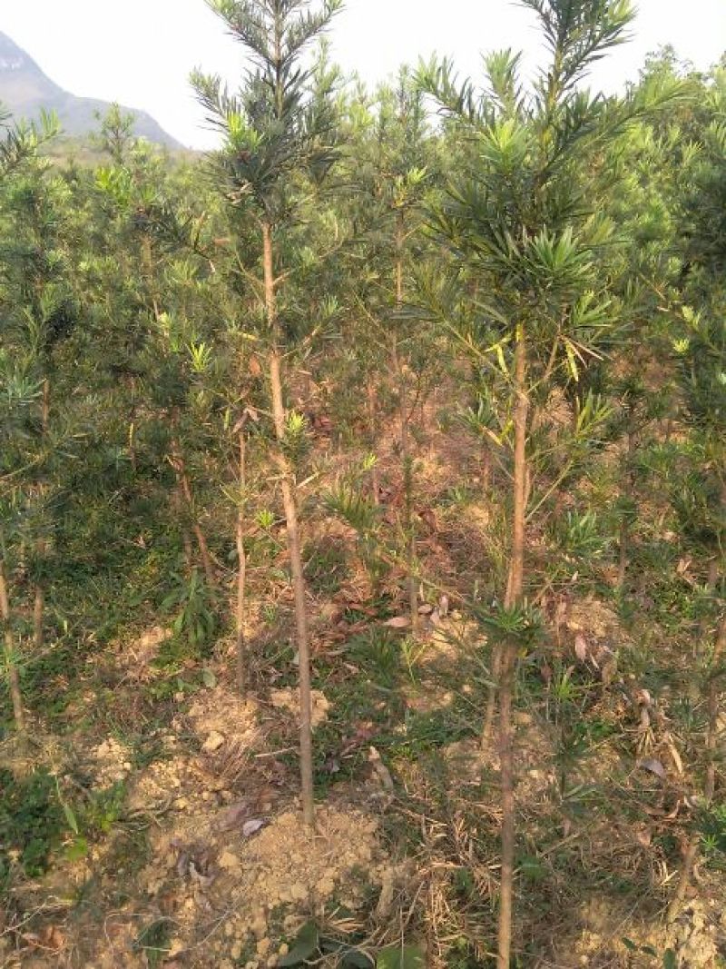 大叶香樟6~8cm4~6cm2.5~3米