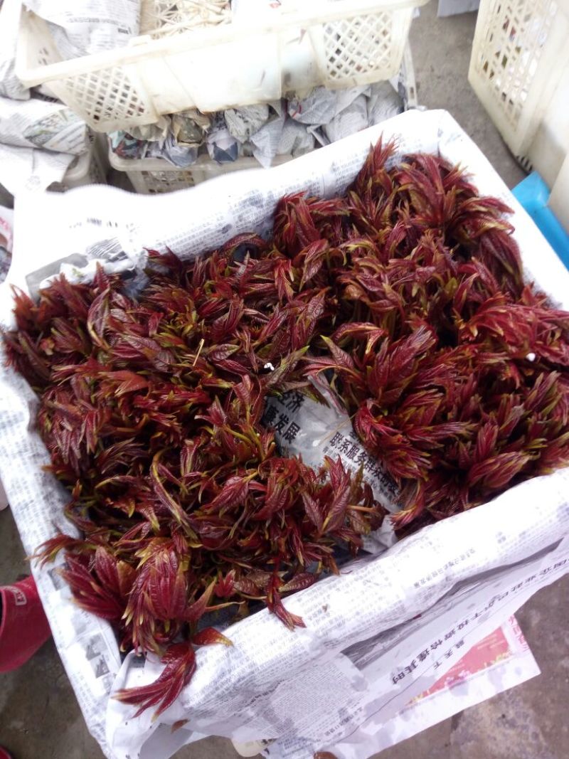 香椿芽10cm以下