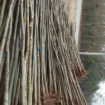 法桐6~8cm6~8cm1.5~2米1~2米