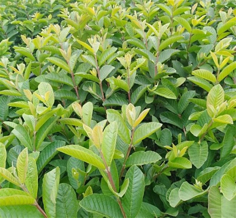 番石榴苗50~80cm