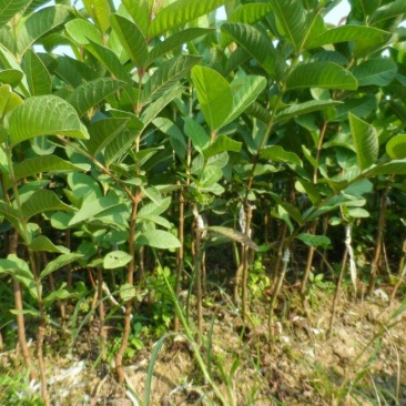 番石榴苗50~80cm