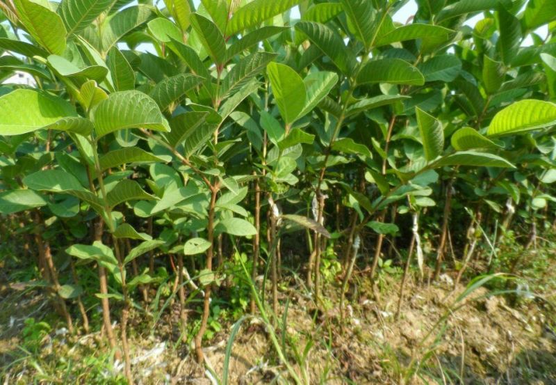番石榴苗50~80cm