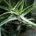 芦荟柱形20cm以上