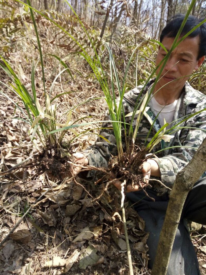 兰花不含盆