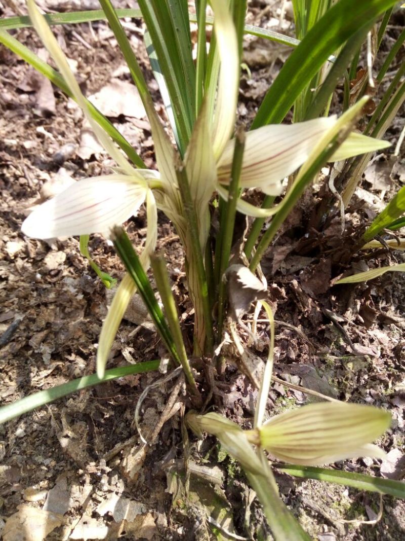 兰花不含盆