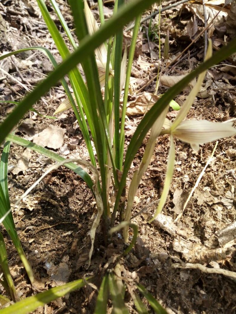 兰花不含盆