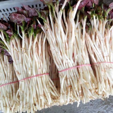 鱼腥草塑料袋子，泡沫箱子，精包装，，，，，，，，