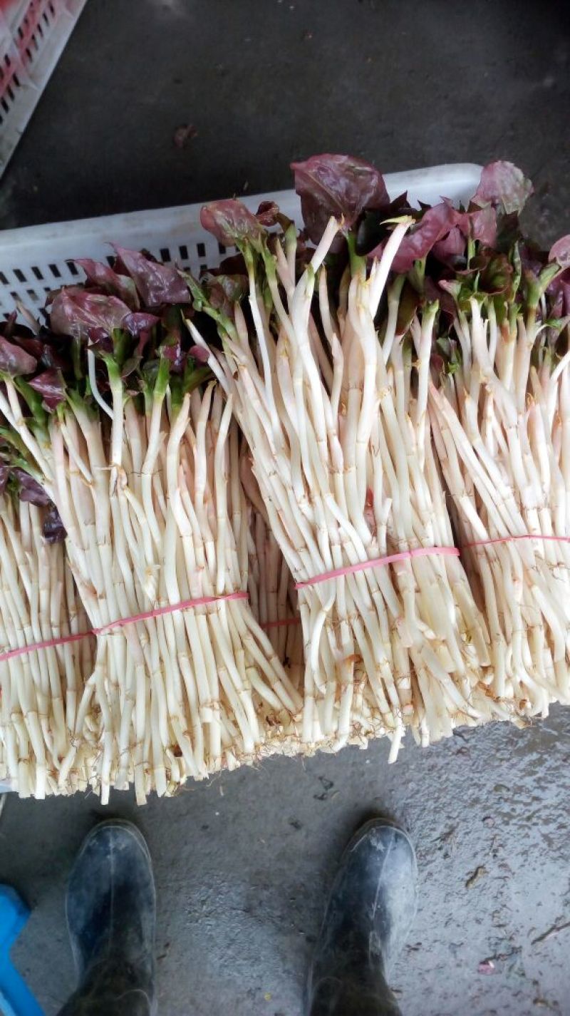 鱼腥草塑料袋子，泡沫箱子，精包装，，，，，，，，
