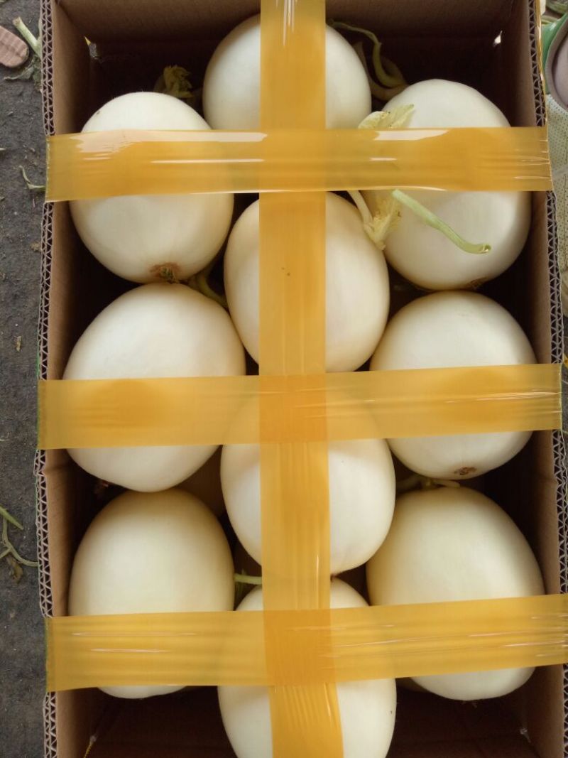 丰田香瓜1.5斤以上