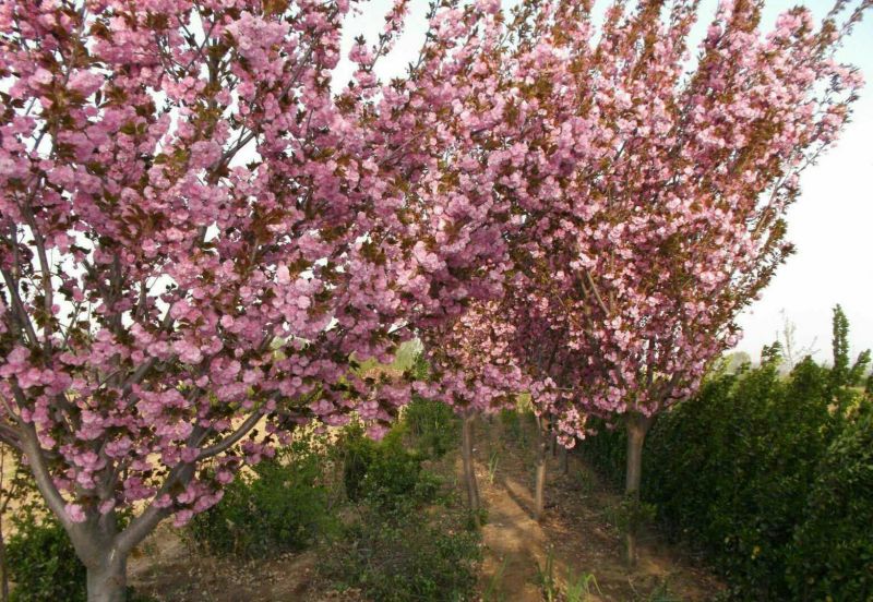 樱花树日本樱花嫁接早樱晚樱(嫁接速生生长速度快)南北