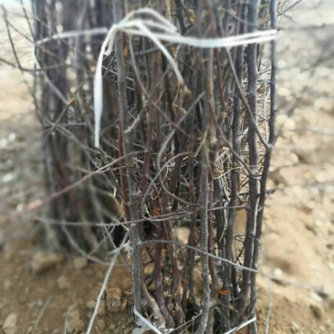 苹果树苗70~80cm2-3年占地用苗