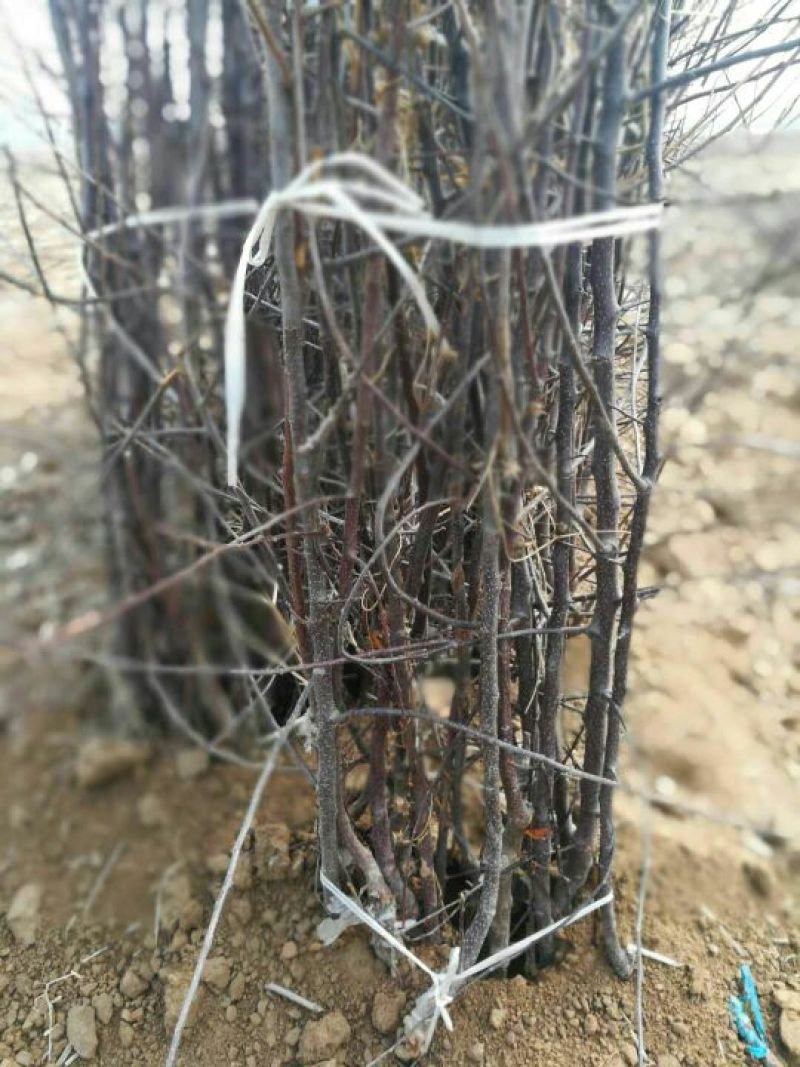 苹果树苗70~80cm2-3年占地用苗
